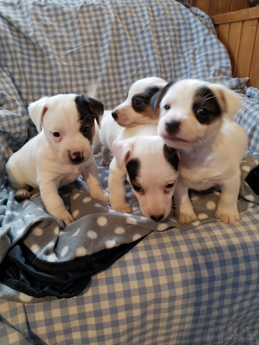 Jack Russell teriér - 5