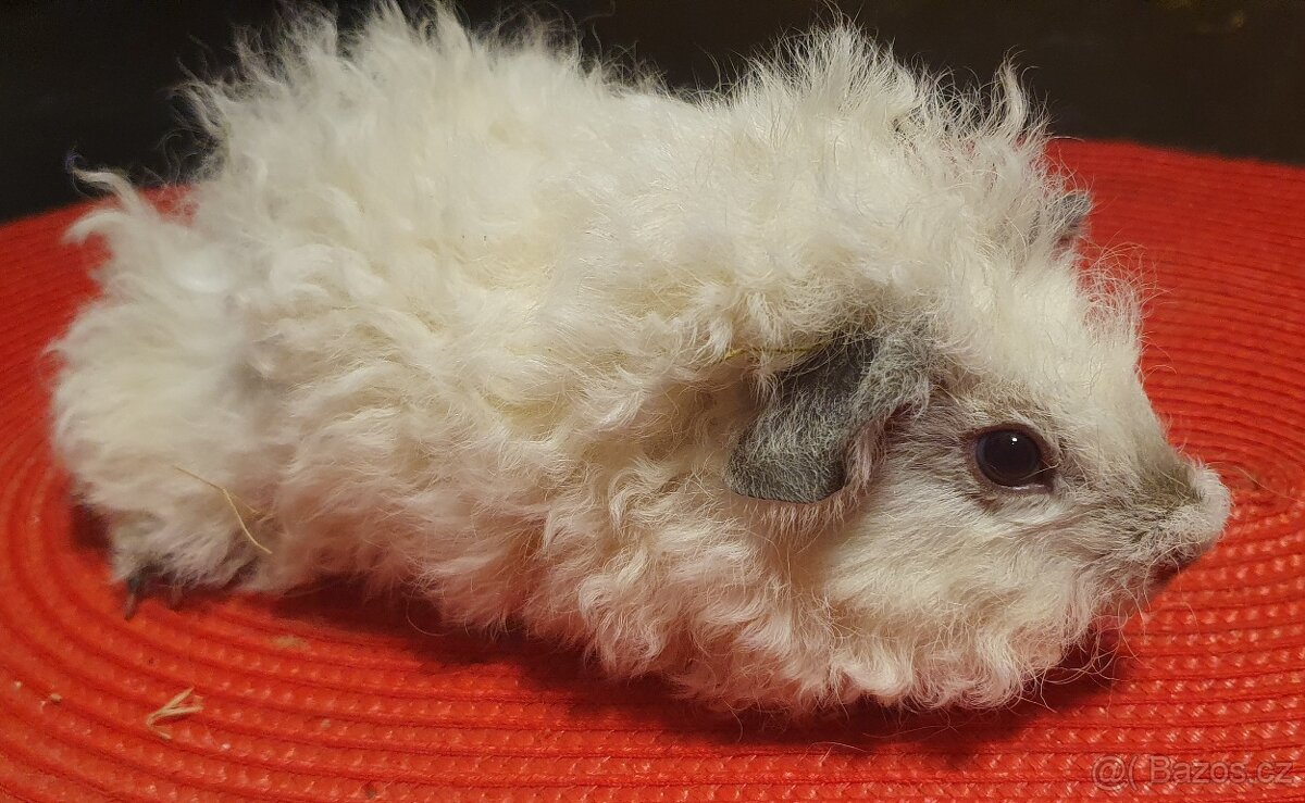 Prodám dlouhosrstá morčata lunkarye - 5