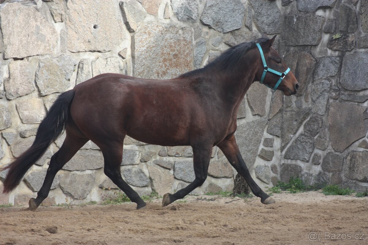 Mladá klisna Paint Horse - 5