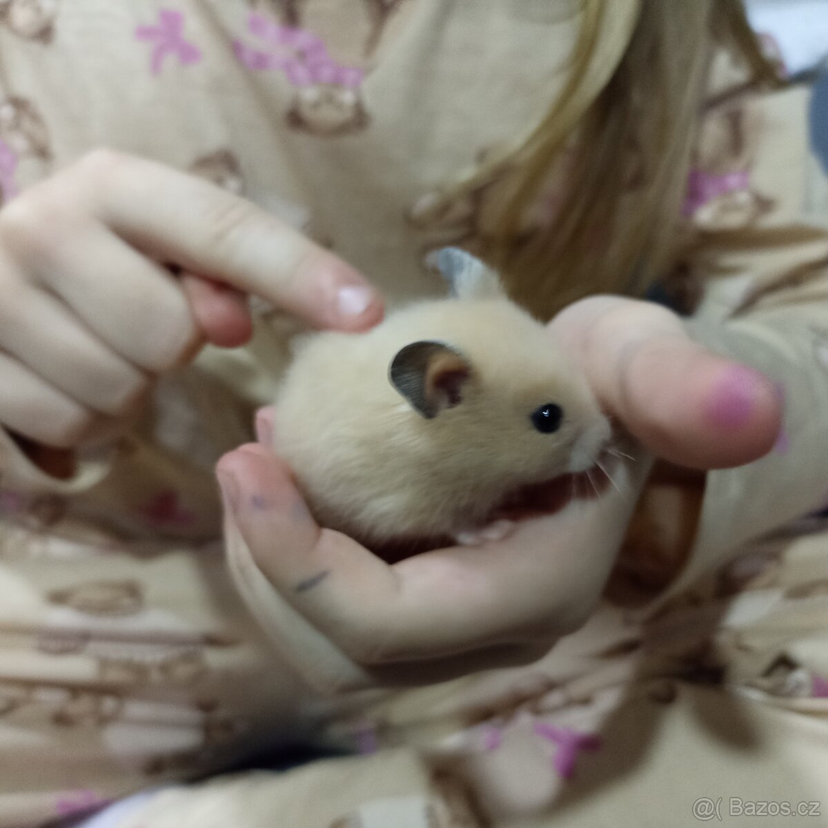 Mláďata křečka syrského - 5