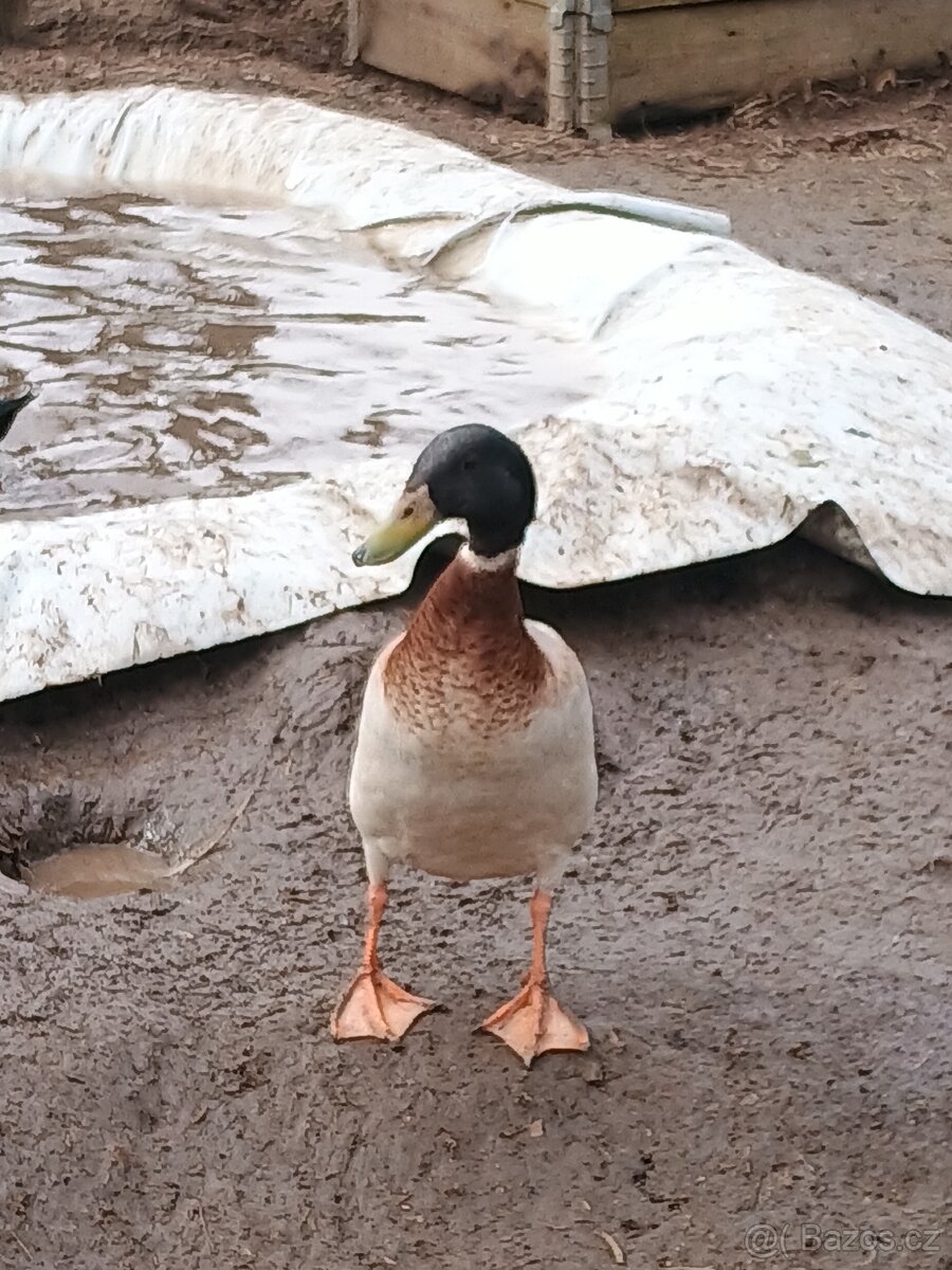 Prodám kačery ind.bežce - 5