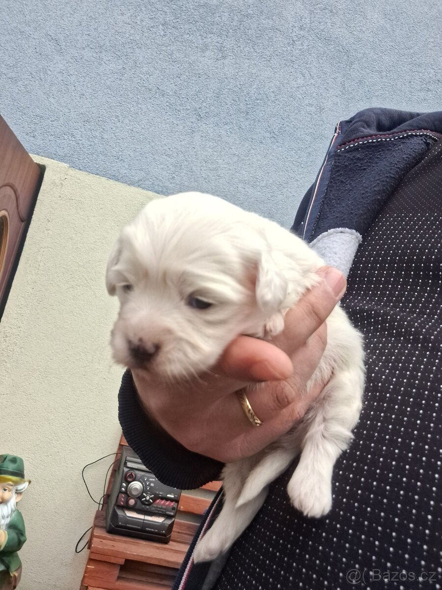 Maltezský psík štěnátka - 5