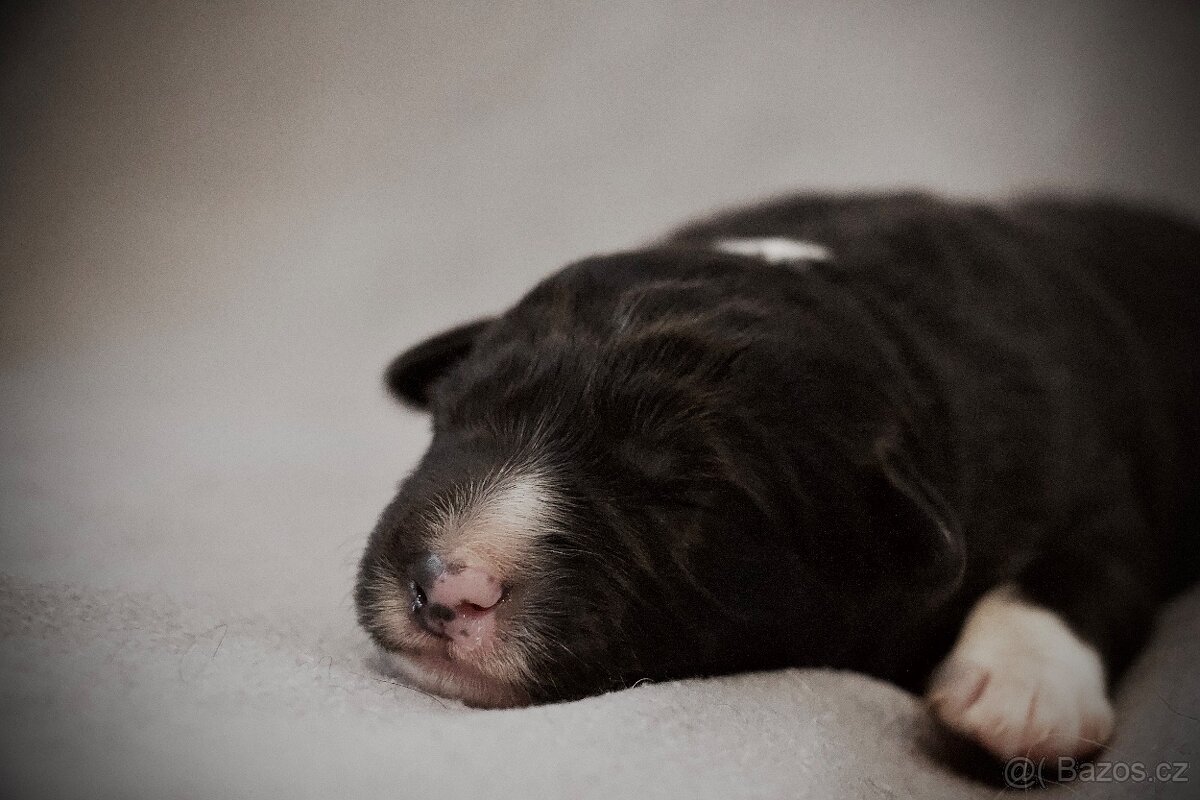 Border Collie s PP / Border Kolie s PP - 5