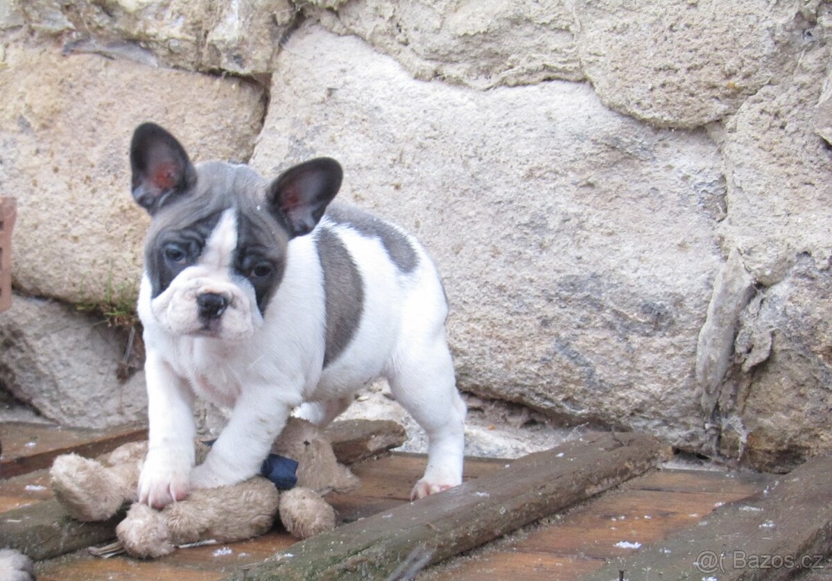 Francouzský buldoček bez PP - 5