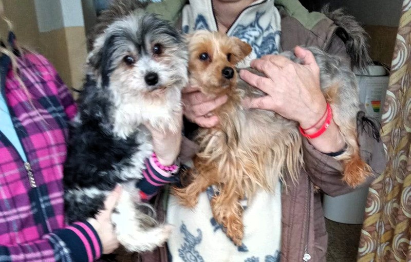 Jorkšírský teriér biewer bez pp - 5