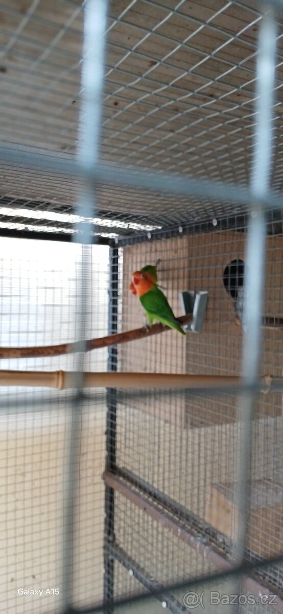 Prodám agapornis fišeruv - 5