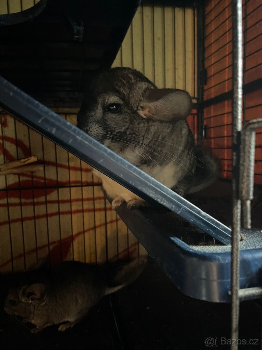 Činčily i s velkou kleci - 5