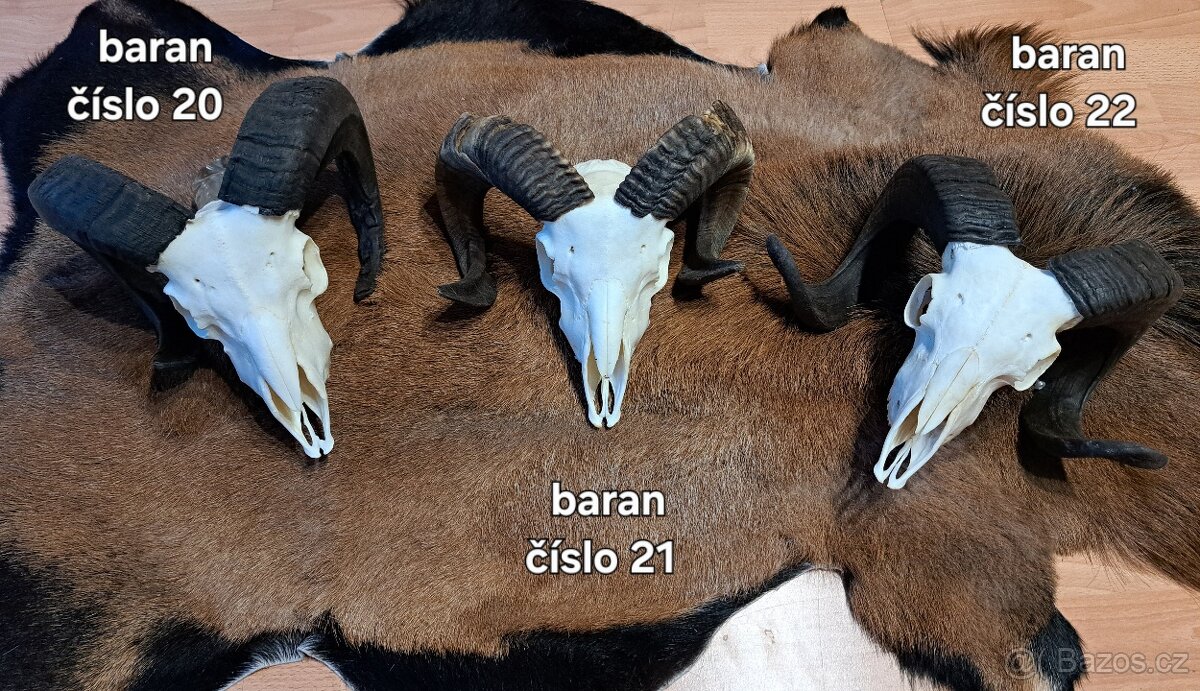 Trofeje, baran - 5