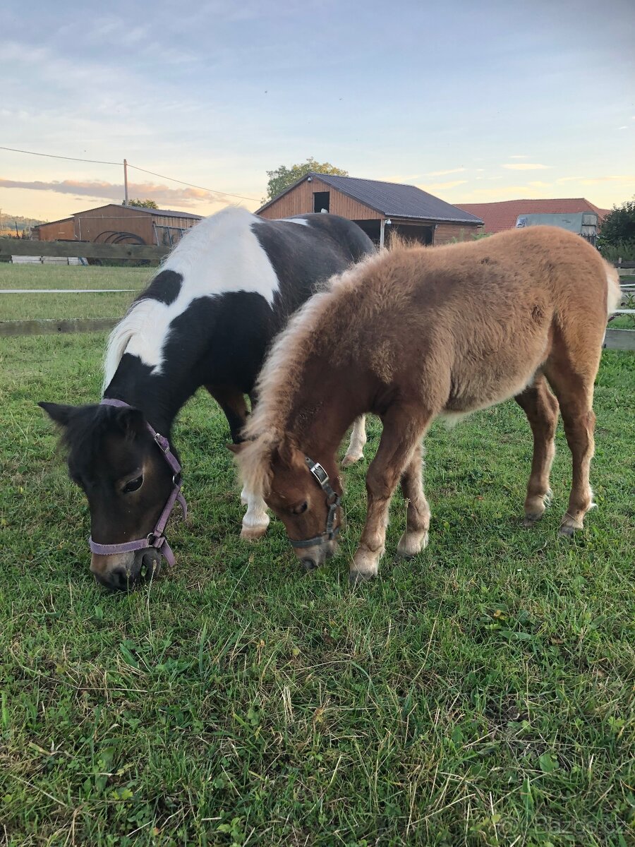 Americký miniaturní kůň - 5