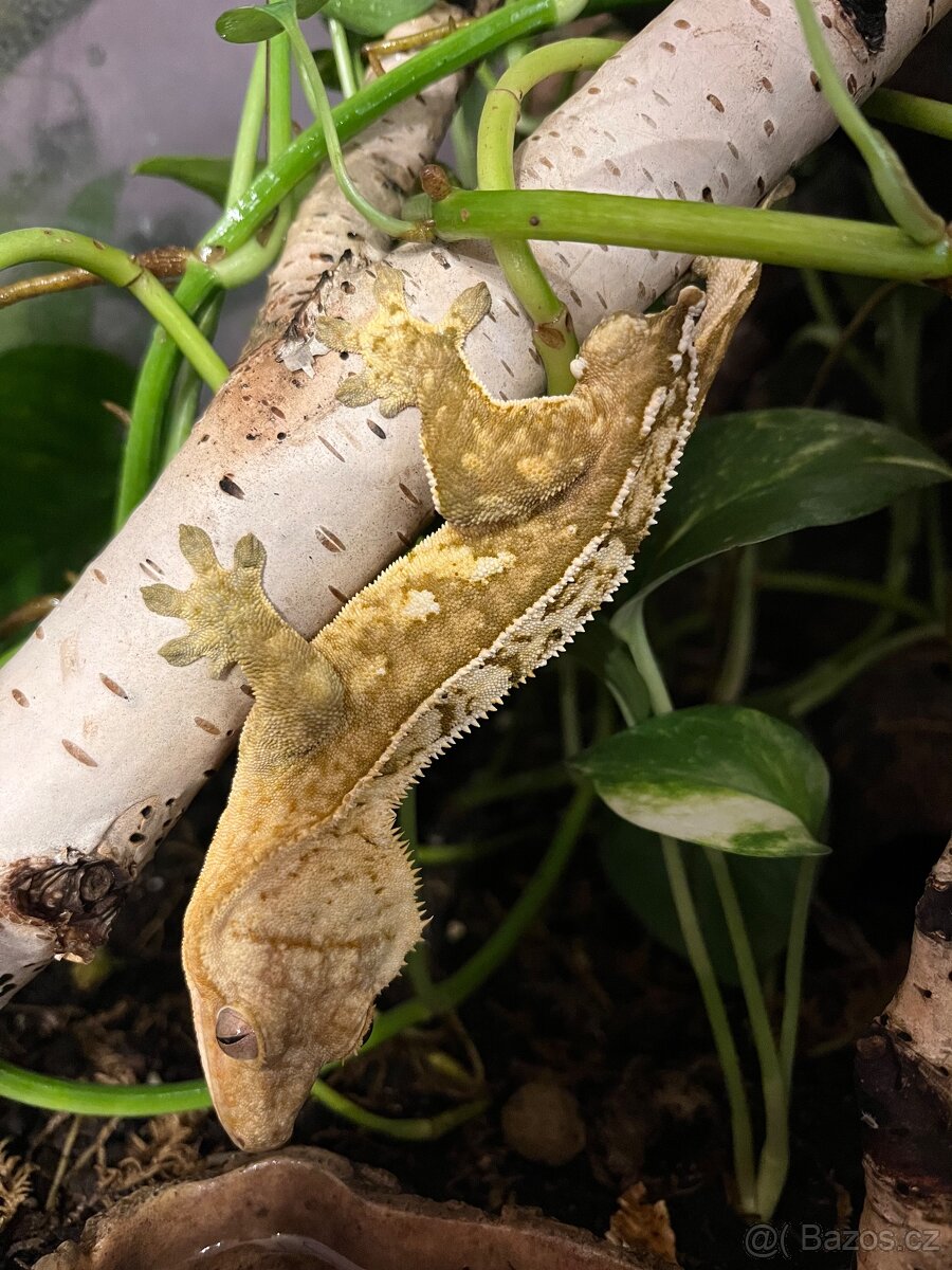 Pagekon řasnatý - 5