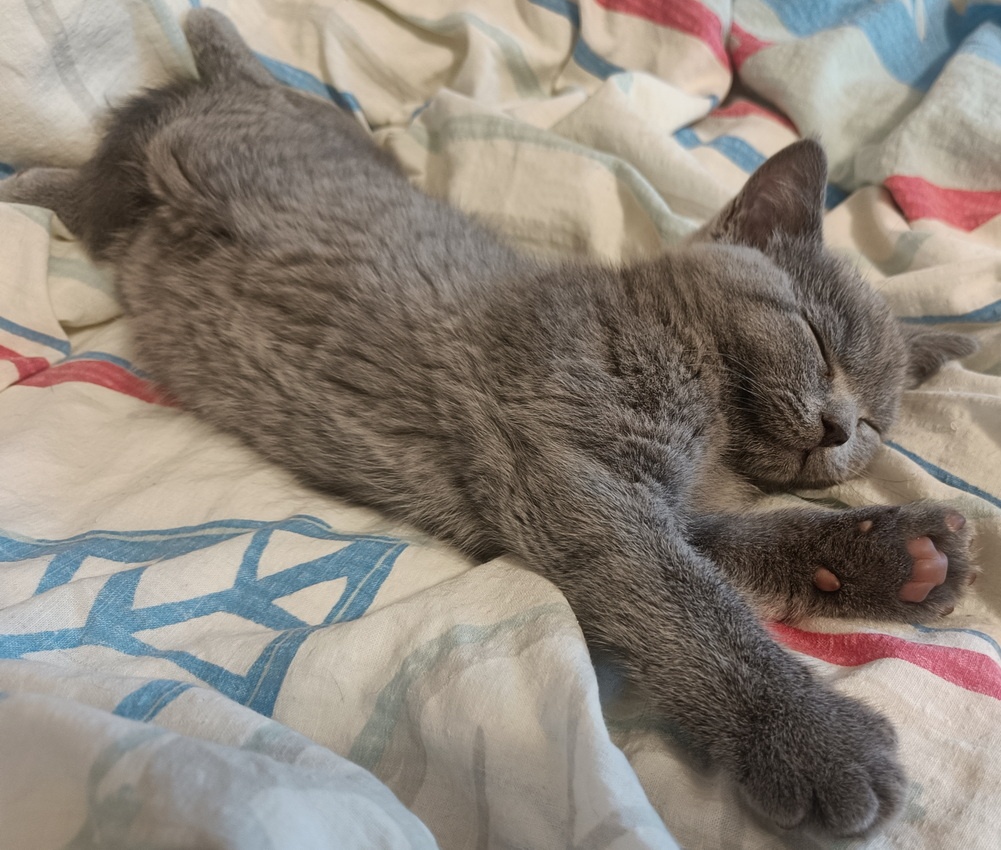 Britská koťata - 5