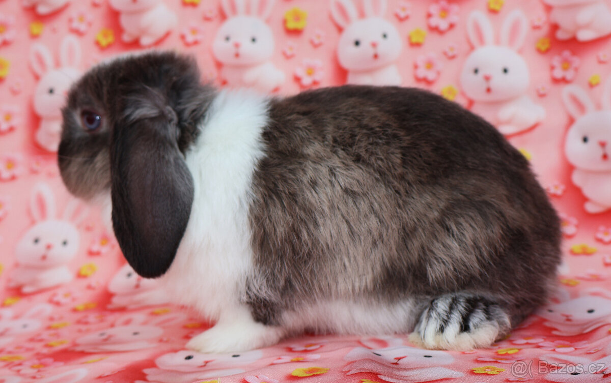 Zakrslý beránek modrooká samička s VP . - 5