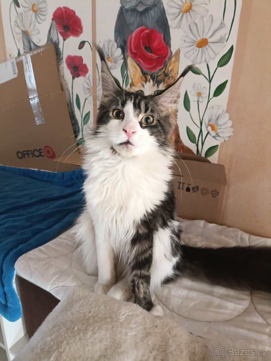 Mainsky mývalí - 5