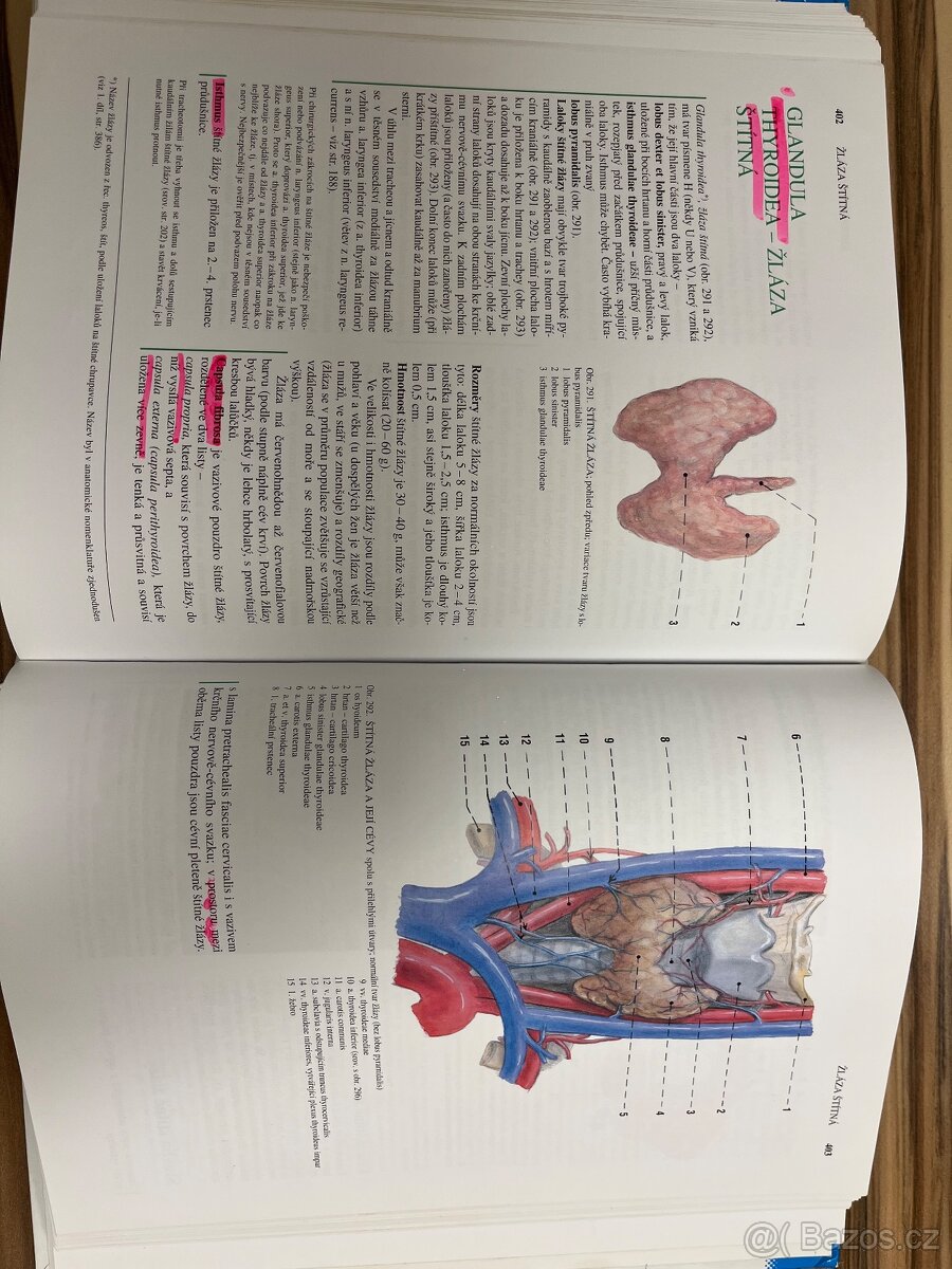 Anatomie 2 - Čihák - 5