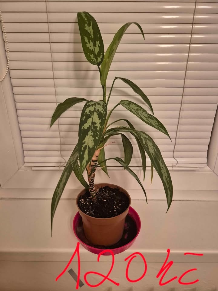 pokojové květiny- Brno sever - 5