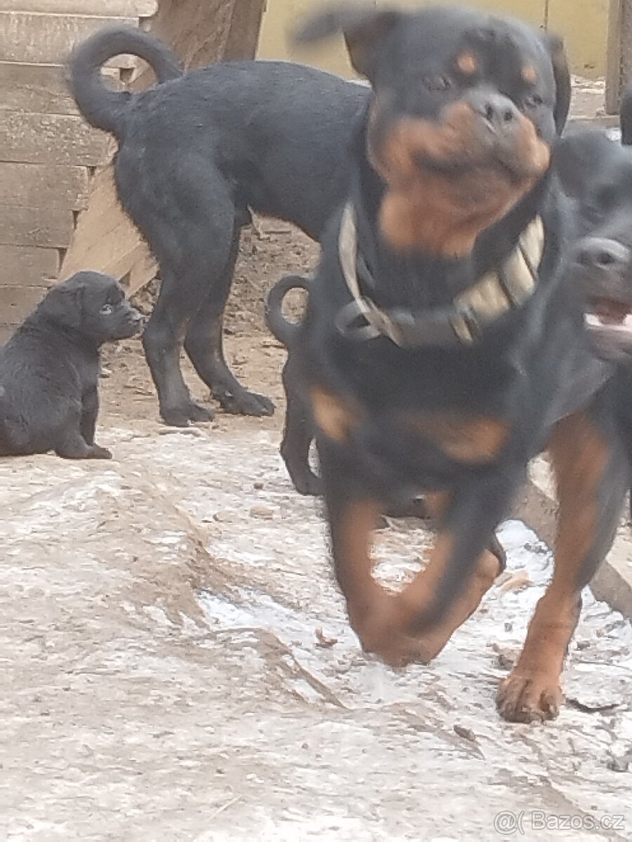 Fenka rotvajlera - 5