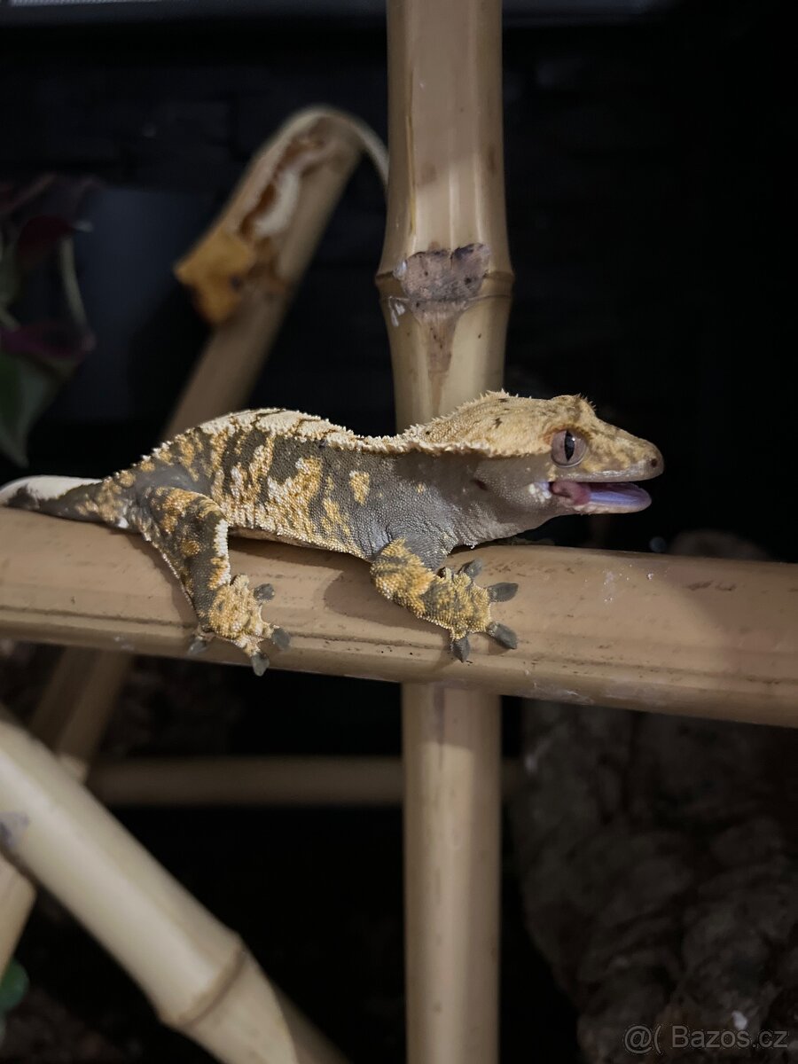 Terarium Reptiplanet 60x45x60 - 5