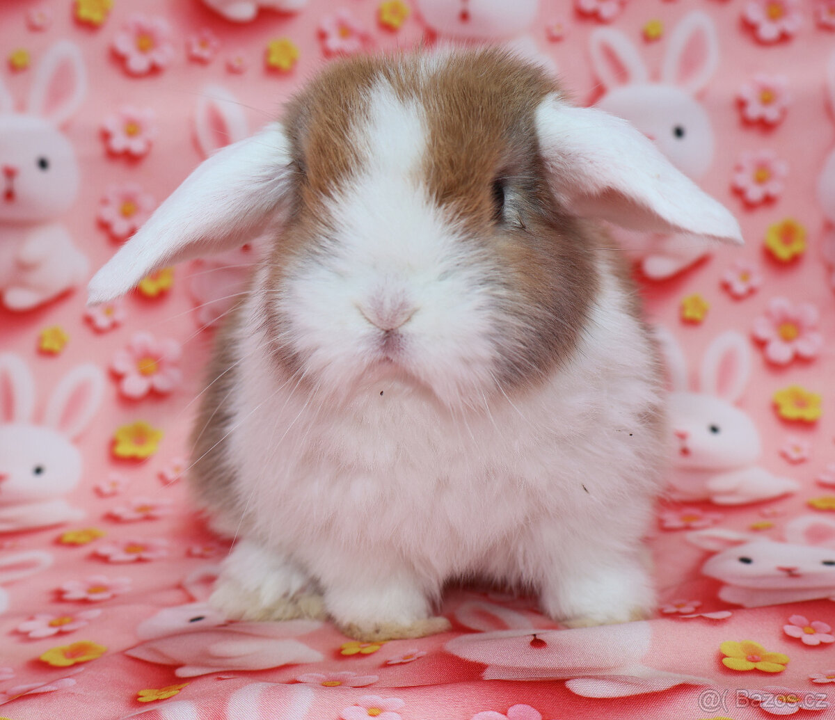 WO Zakrslý beránek s VP . Samička . - 5