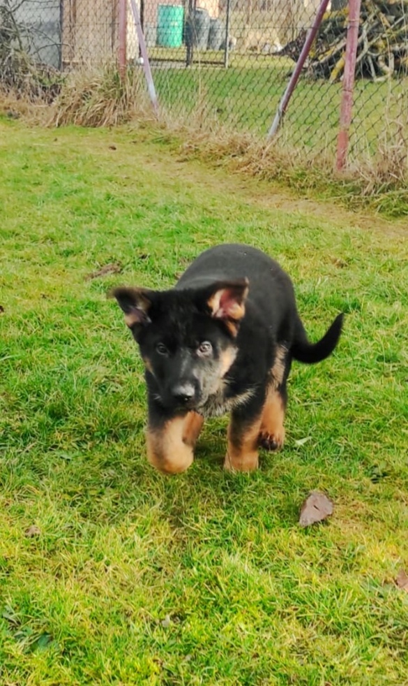 Německý ovčák - štěňata s PP - 5