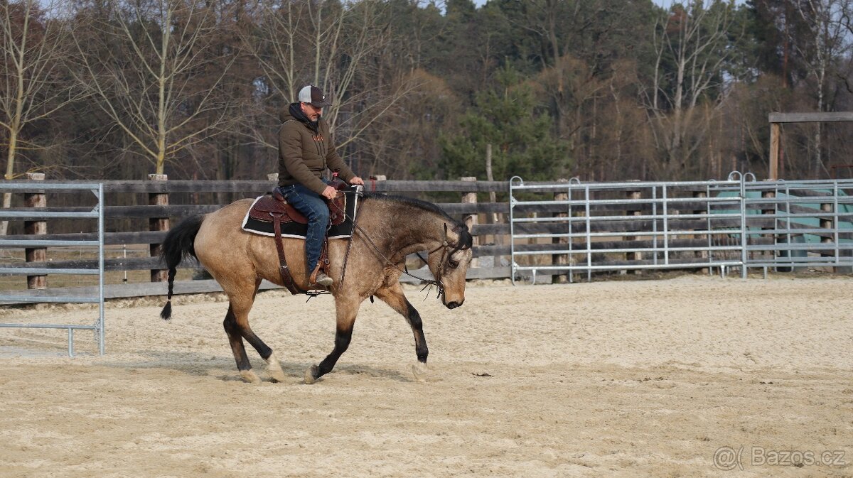 Appaloosa valach - 5