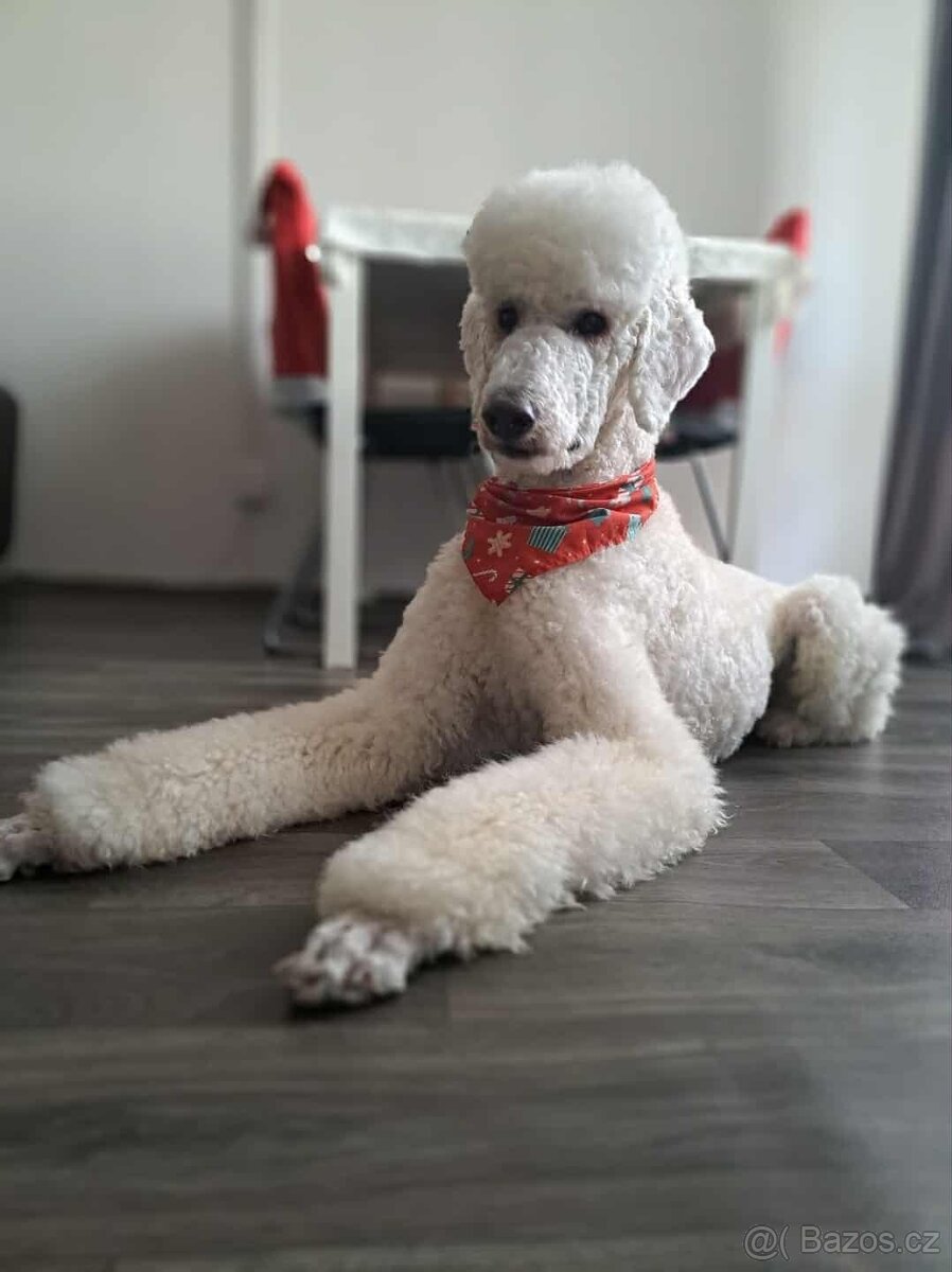 Pudl královský a zlatý retrívr - 5