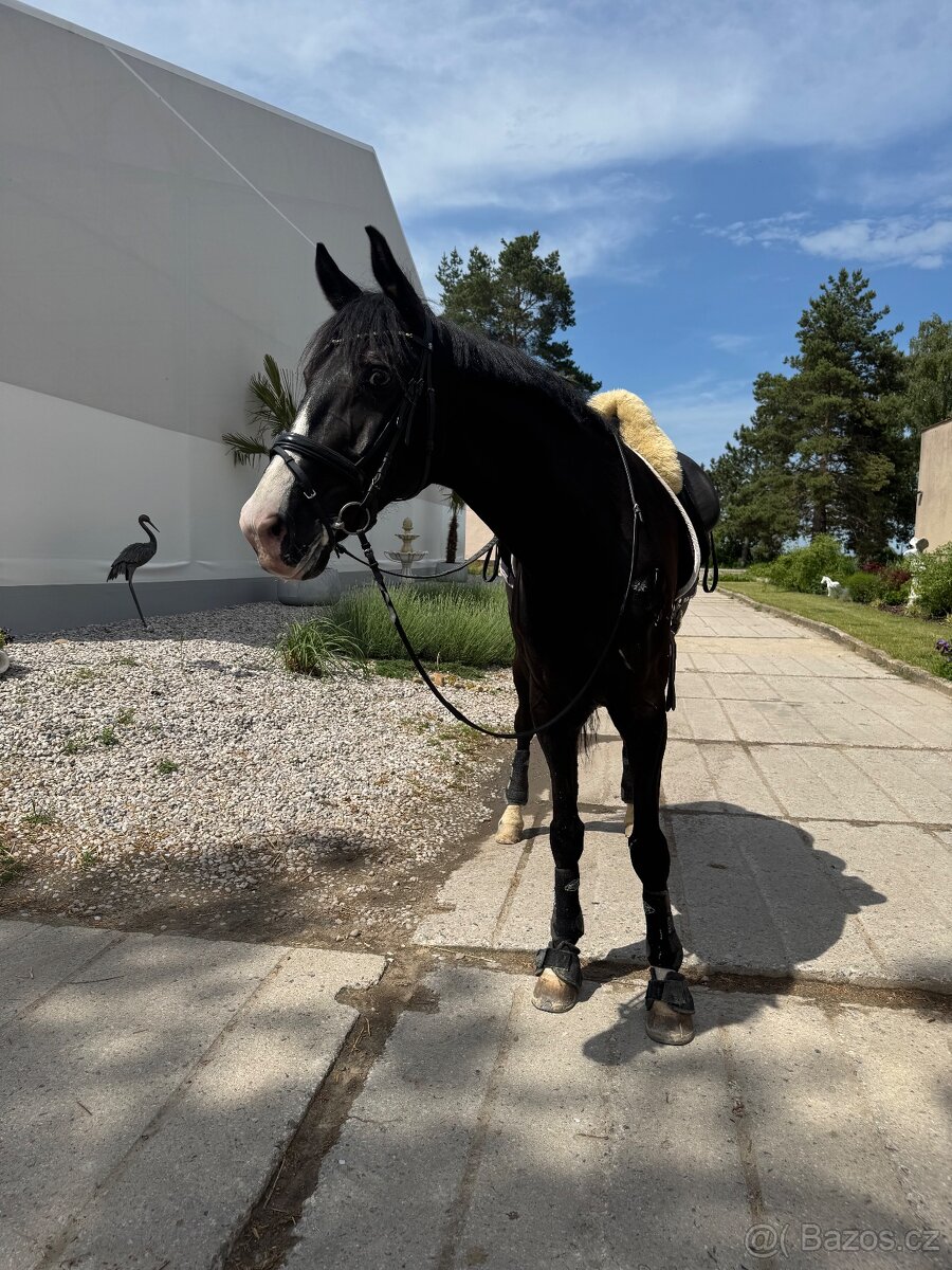 Zatím půlpronajem koně - 5