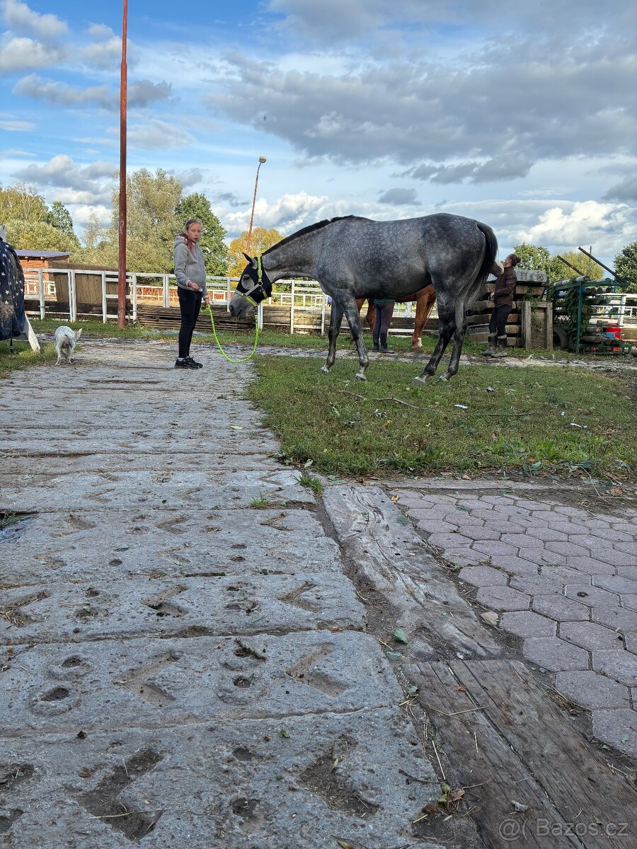 Prodám A1/1 valacha - 5