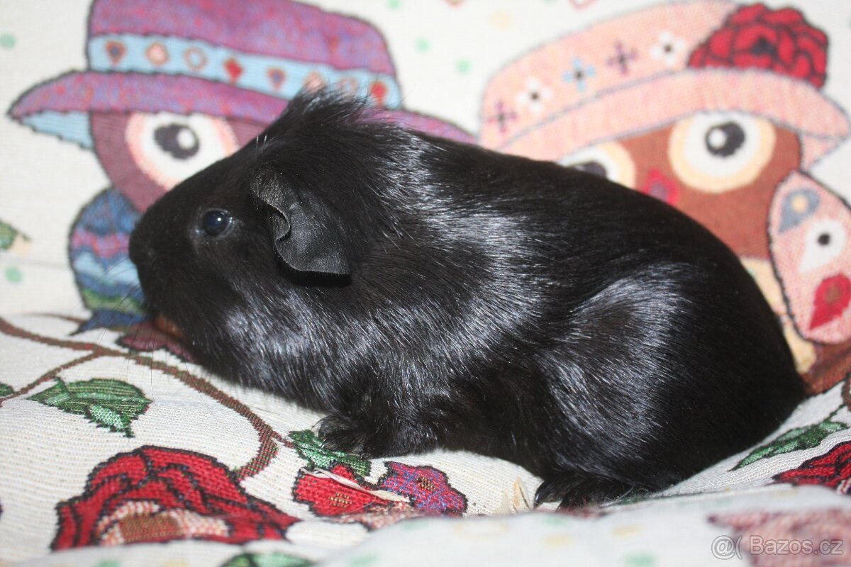 Morče , morčata z chs - 5