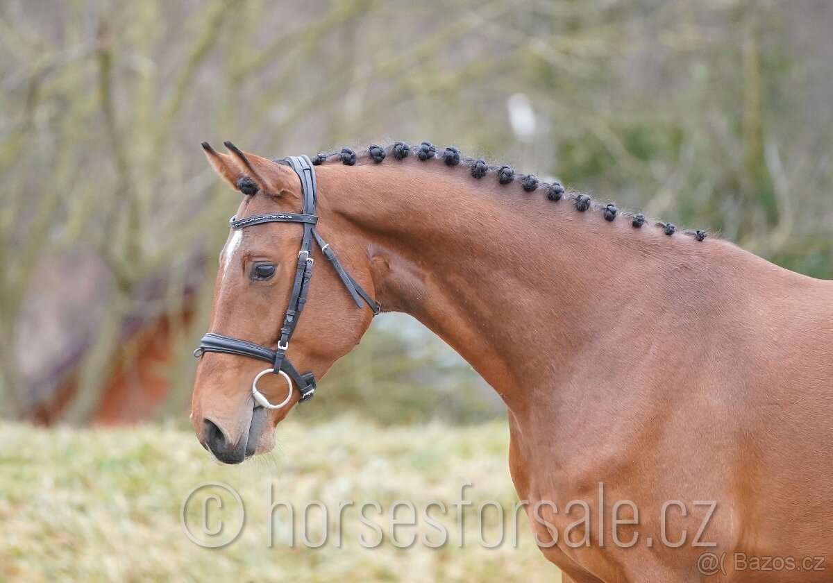 nadějný valach do parkuru, Conquistador x Diarado - 5