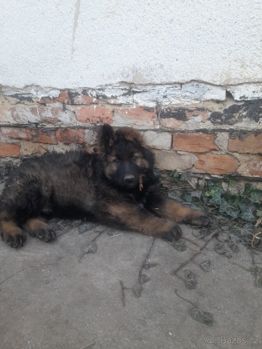 Německý ovčák s PP štěňata - 5