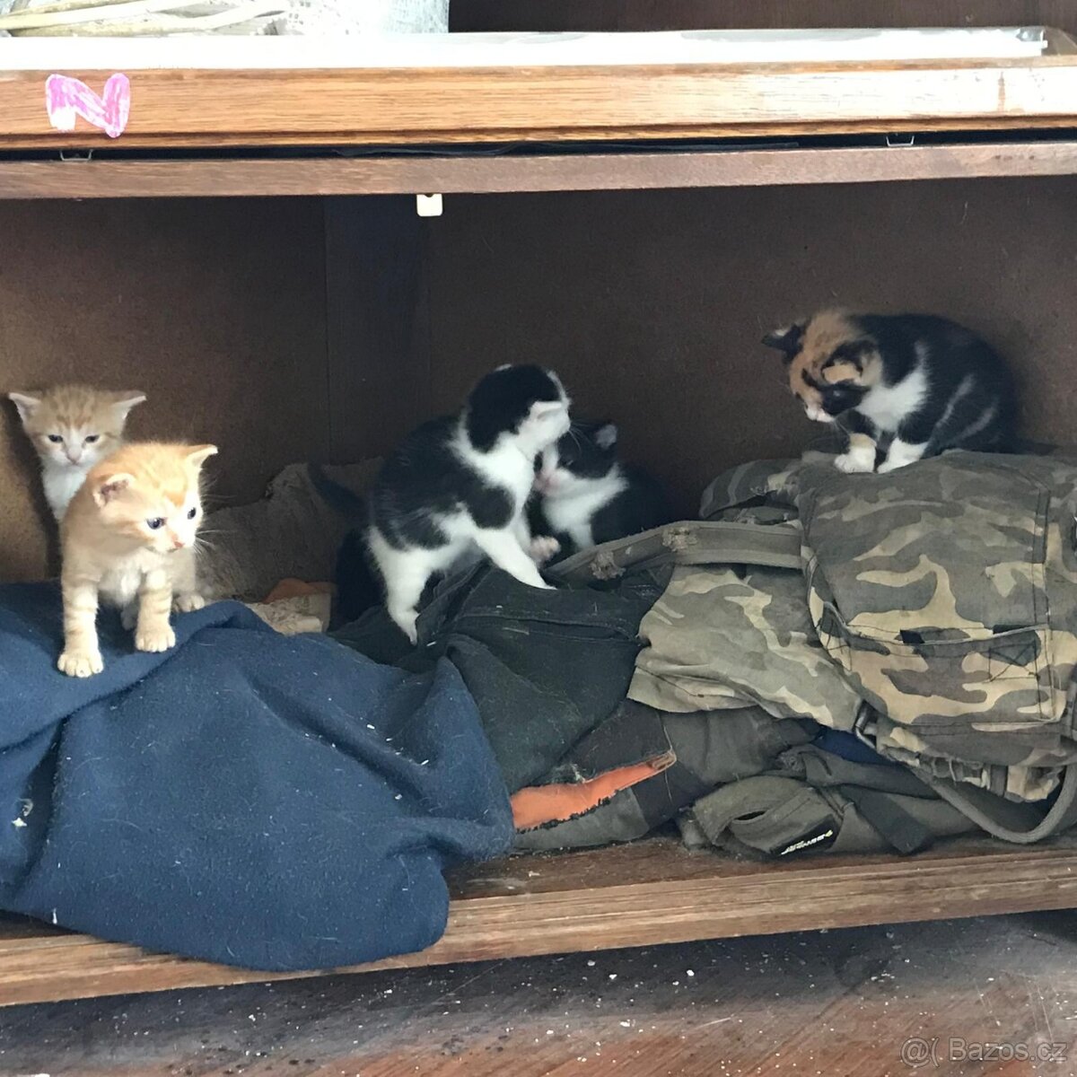 Koťata 6 týdnů - 5