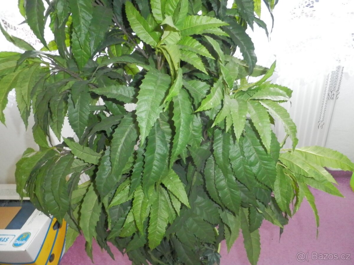 Umělý strom do bytu, hustý, velký-145 cm - 5