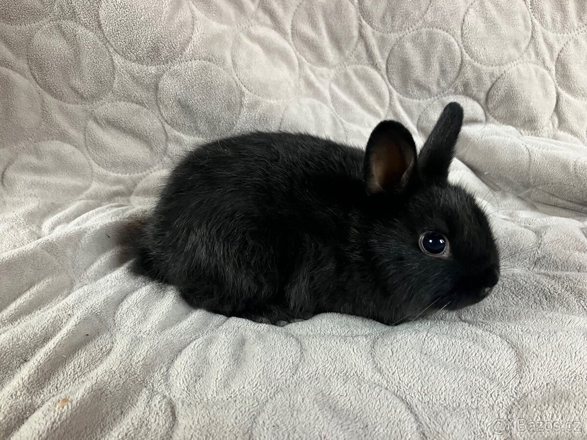 Zakrslý králík Teddy, lvíček i krátkosrstý - 5