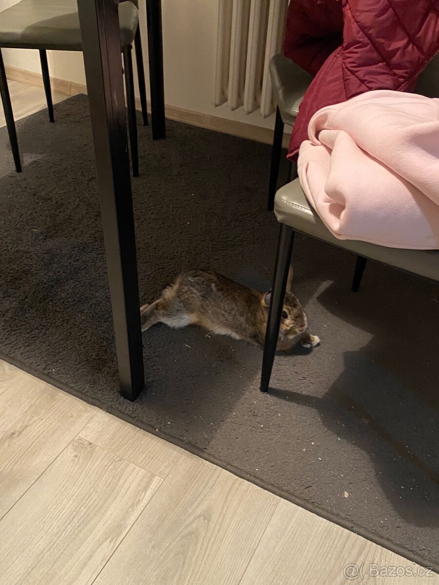 Zakrslý králík - 5