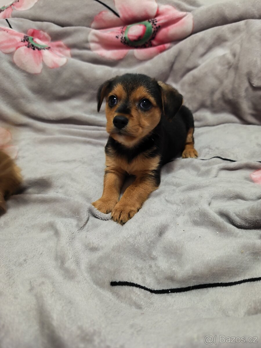 Jorkšírský teriér x pinč - 5