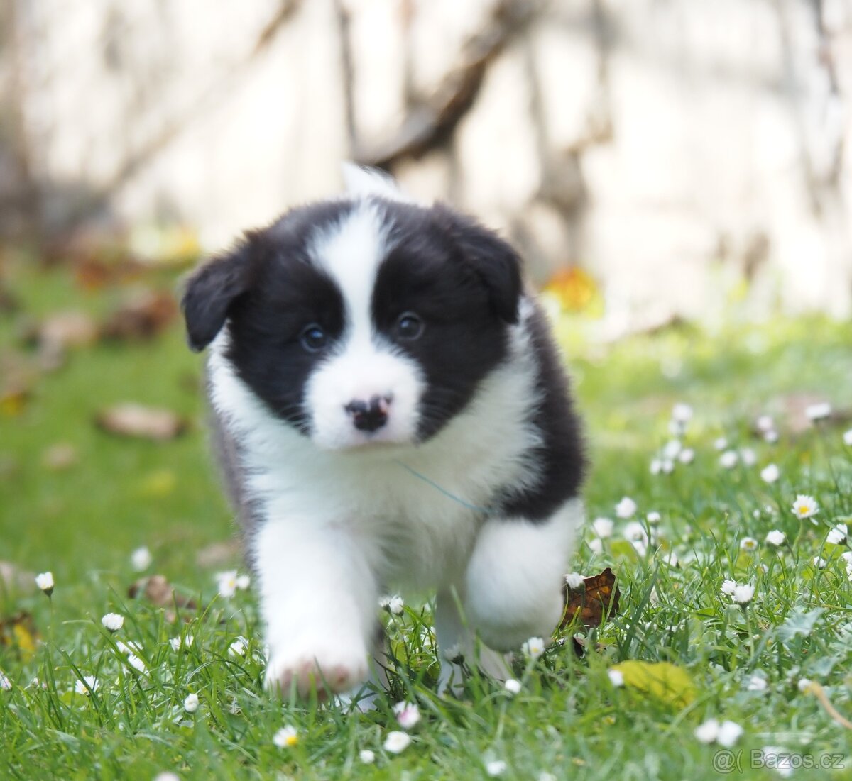 Border kolie s PP - kluk - 5