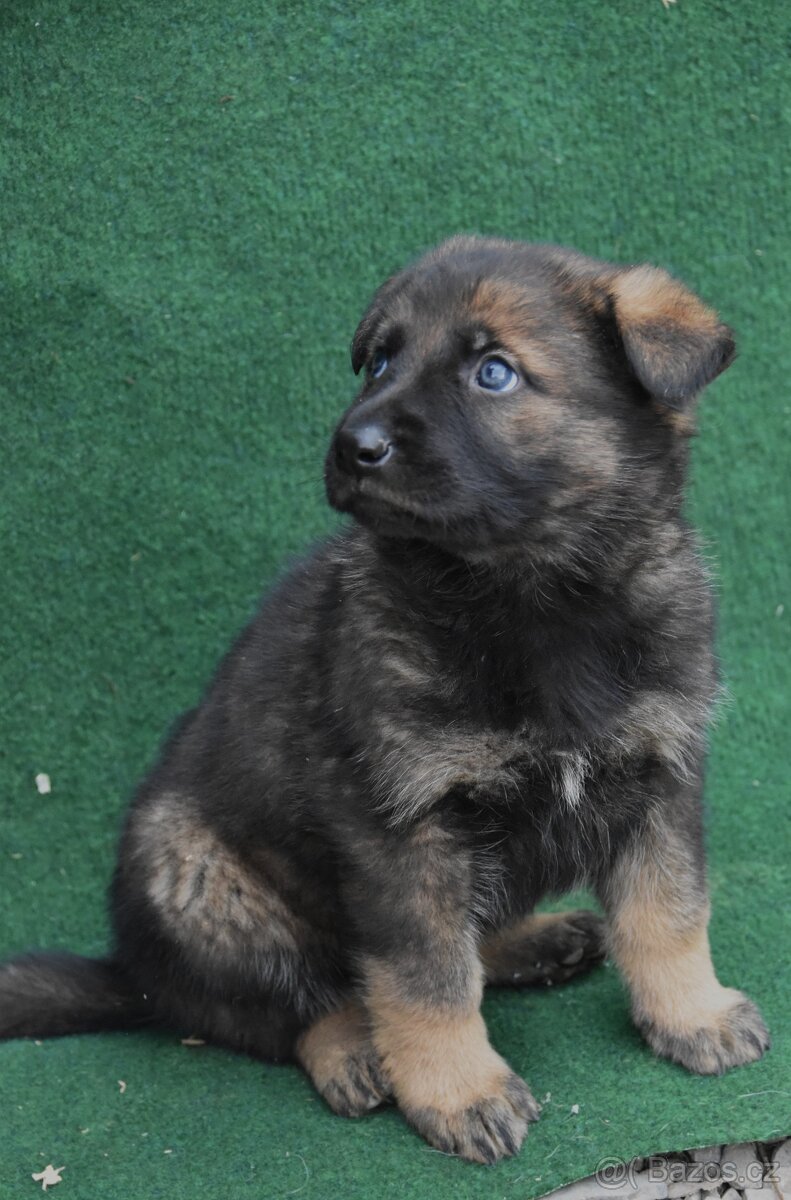 Štěňátka německého ovčáka s PP - 5