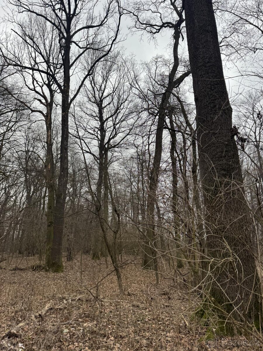 Prodej pozemků k.ú. Milokošť - 5