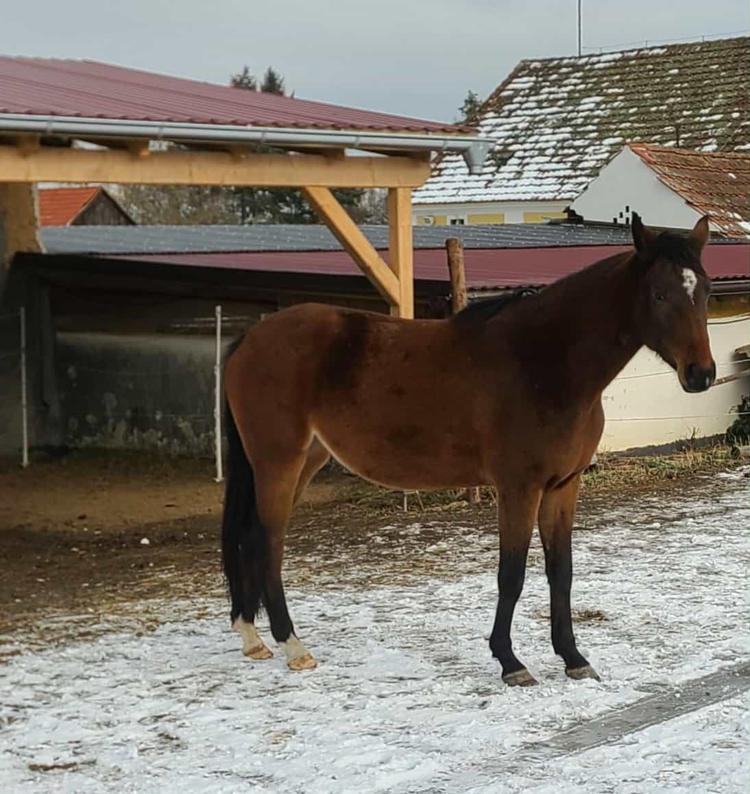 Kvalitní klisna pro chov - 5