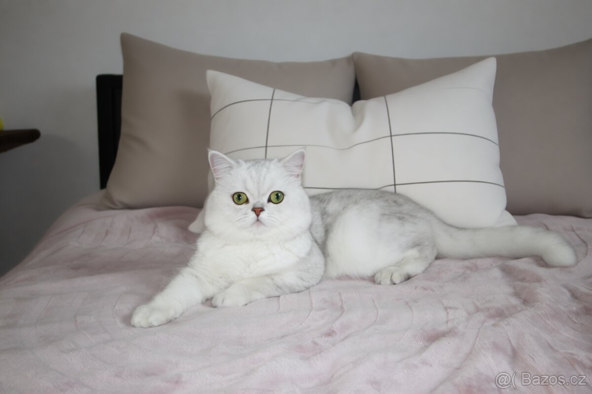Předrezervace stříbrných koťátek – Scottish Fold / Straight - 5