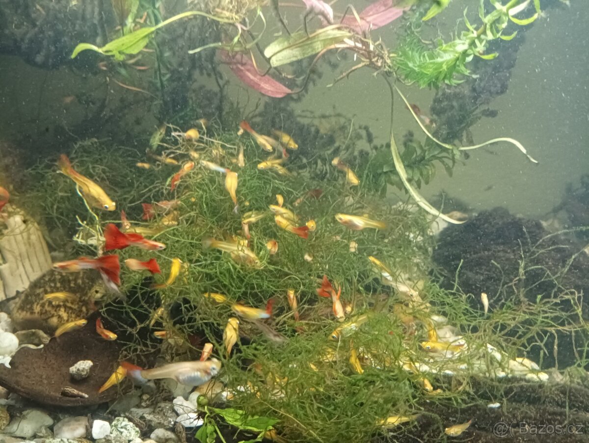 Prodej s vlastního chovu - 5