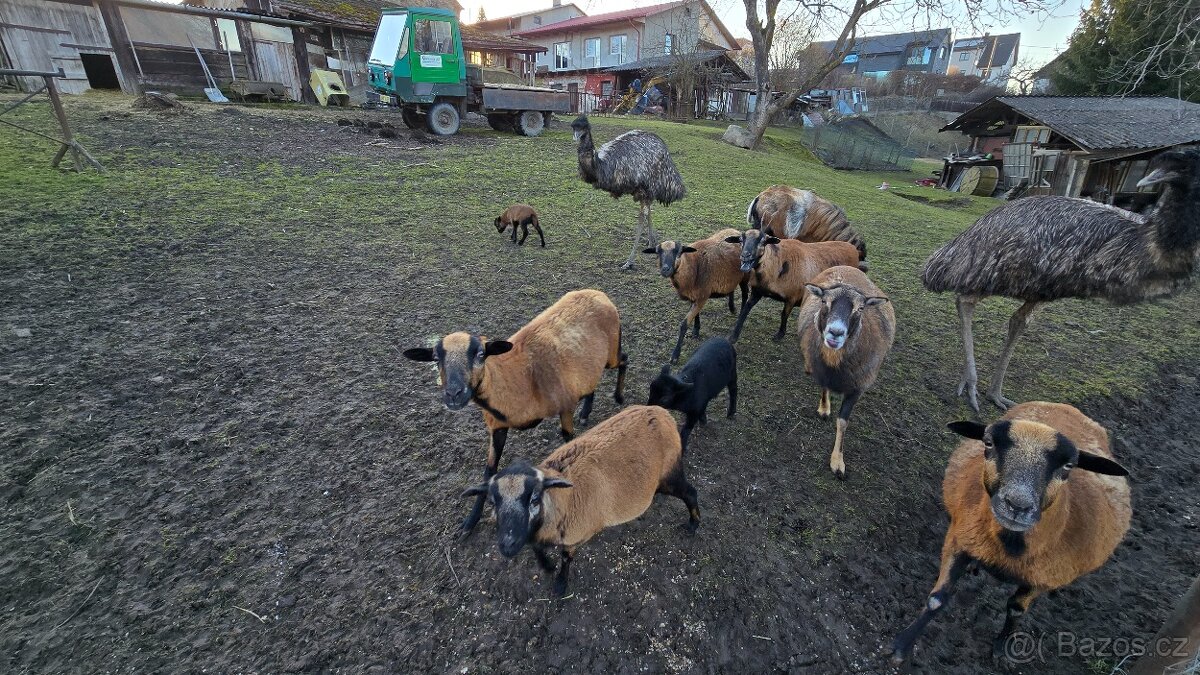 Kamerunské ovce - hobby chov - 5