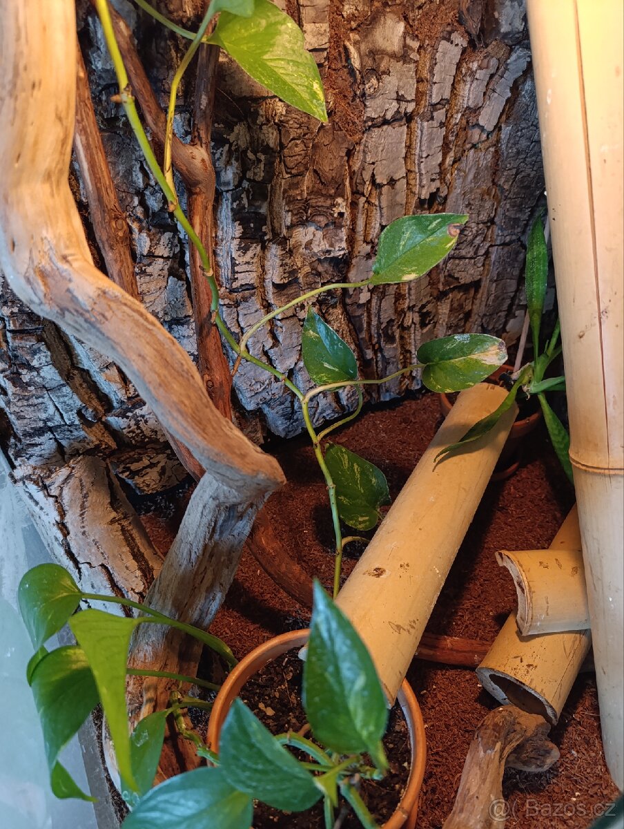 Kompletní terarijní set s felzumou (Phelsuma Grandis) - 5