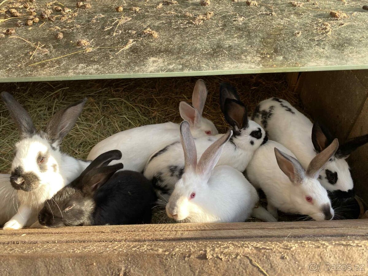 Králíci - 5
