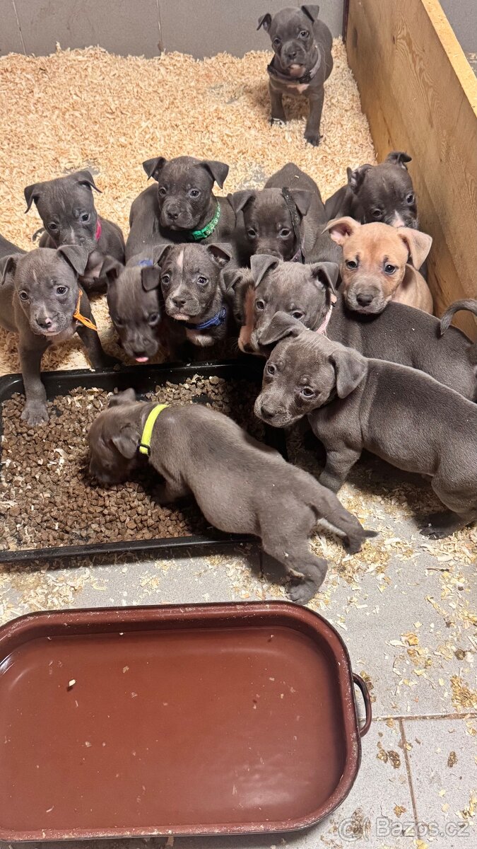 Americký stafordšírský teriér - 5