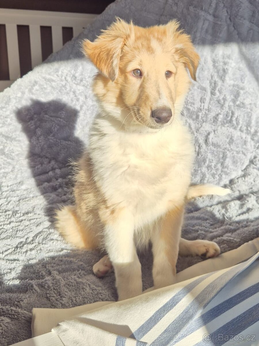 Štěně kolie hledá milující domov - 5
