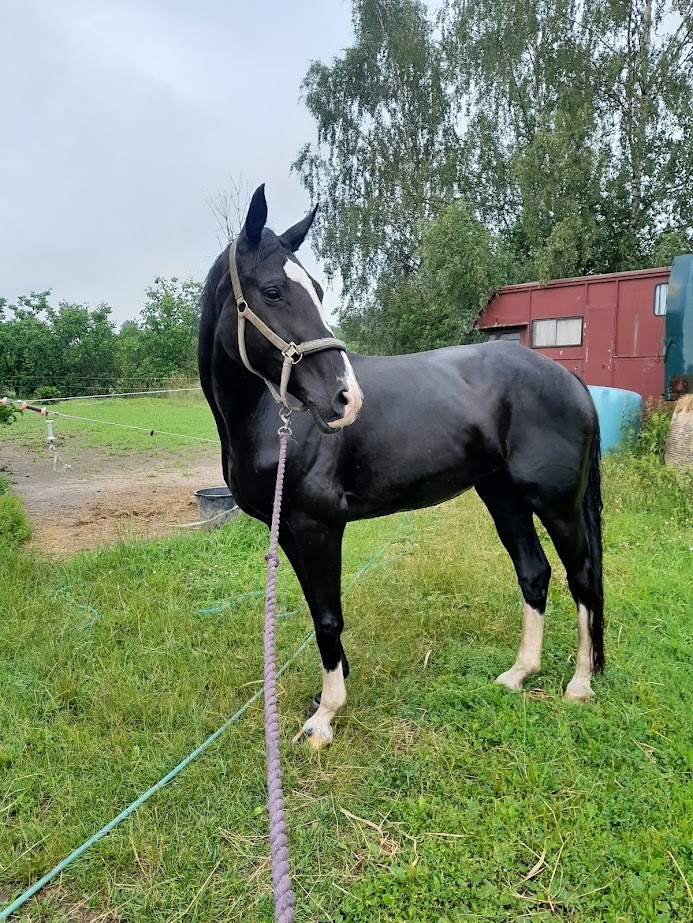 Vraná klisna po Florencio - 5