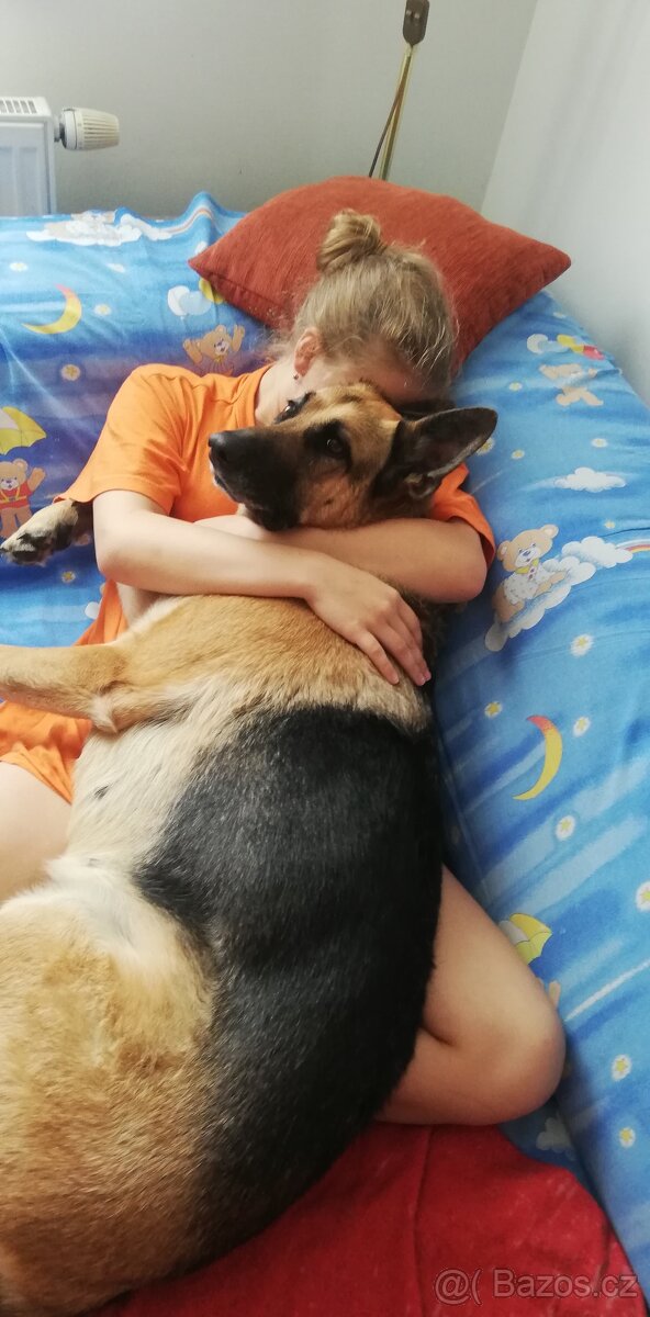 Nemecky ovčák typu Rex(štěňata) - 5