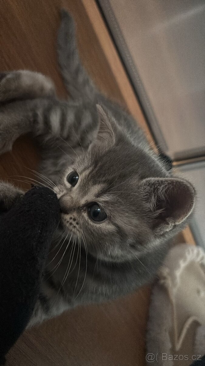 Britská koťátka - 5