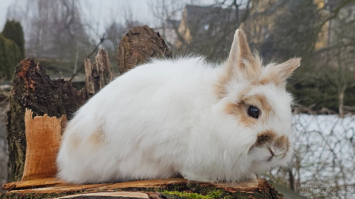 Lvíček zakrslý - 5